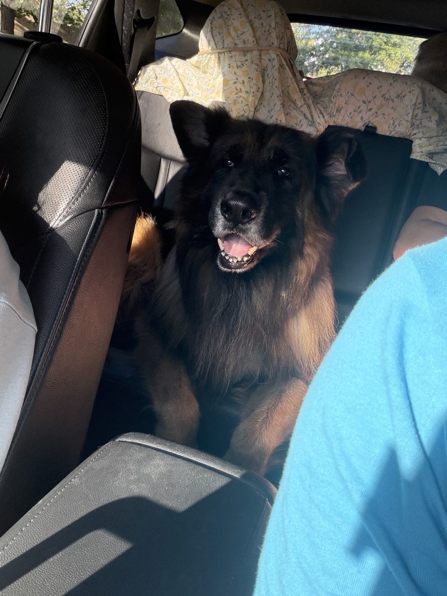 Leo the German shepherd riding in the car, dignified as ever