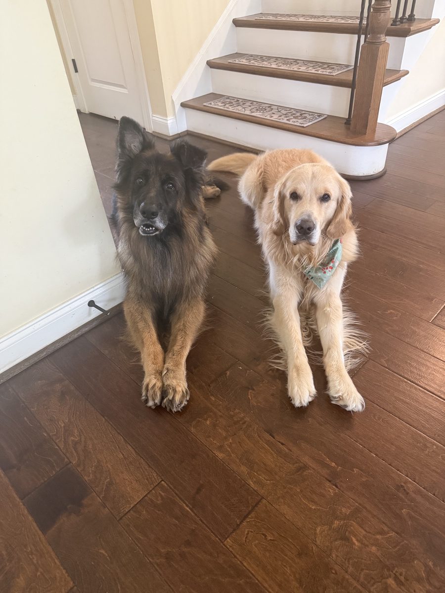 Momo and Leo relaxing together on the floor