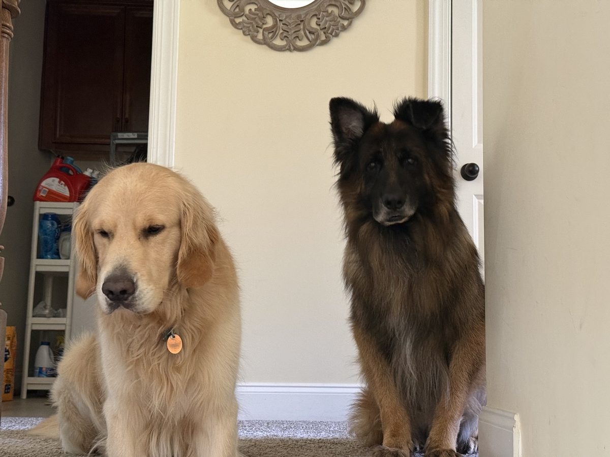 Momo and Leo sitting together like they own the place