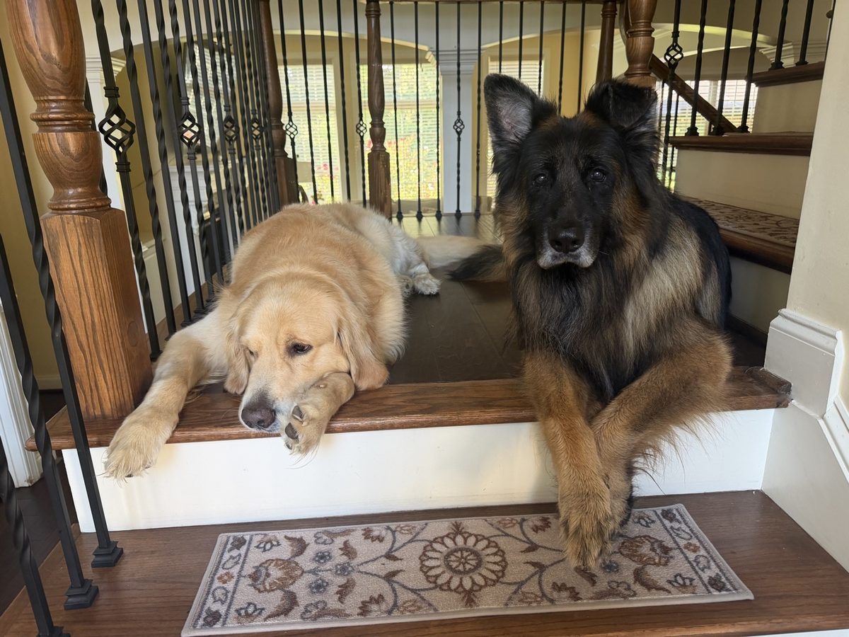 Momo and Leo posing together on the stairs