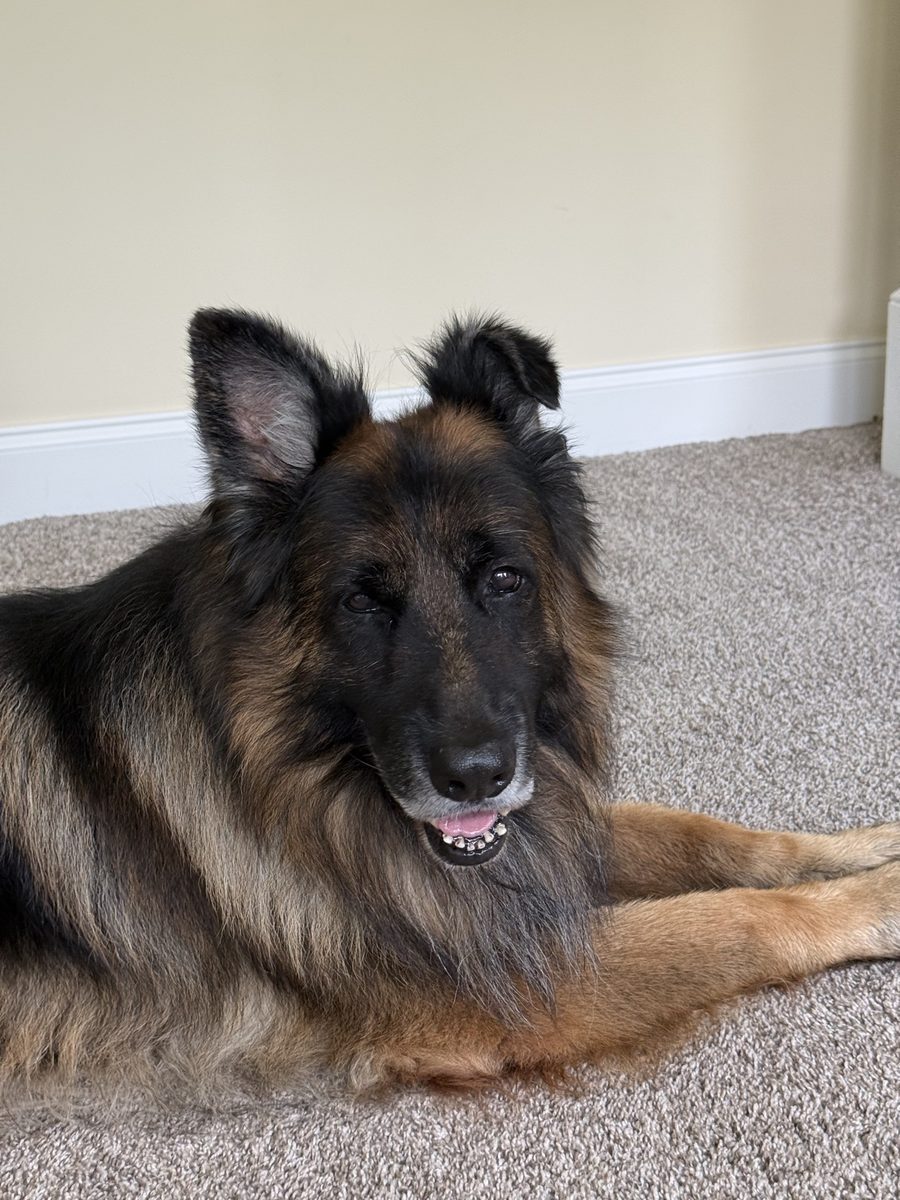 Leo the German shepherd