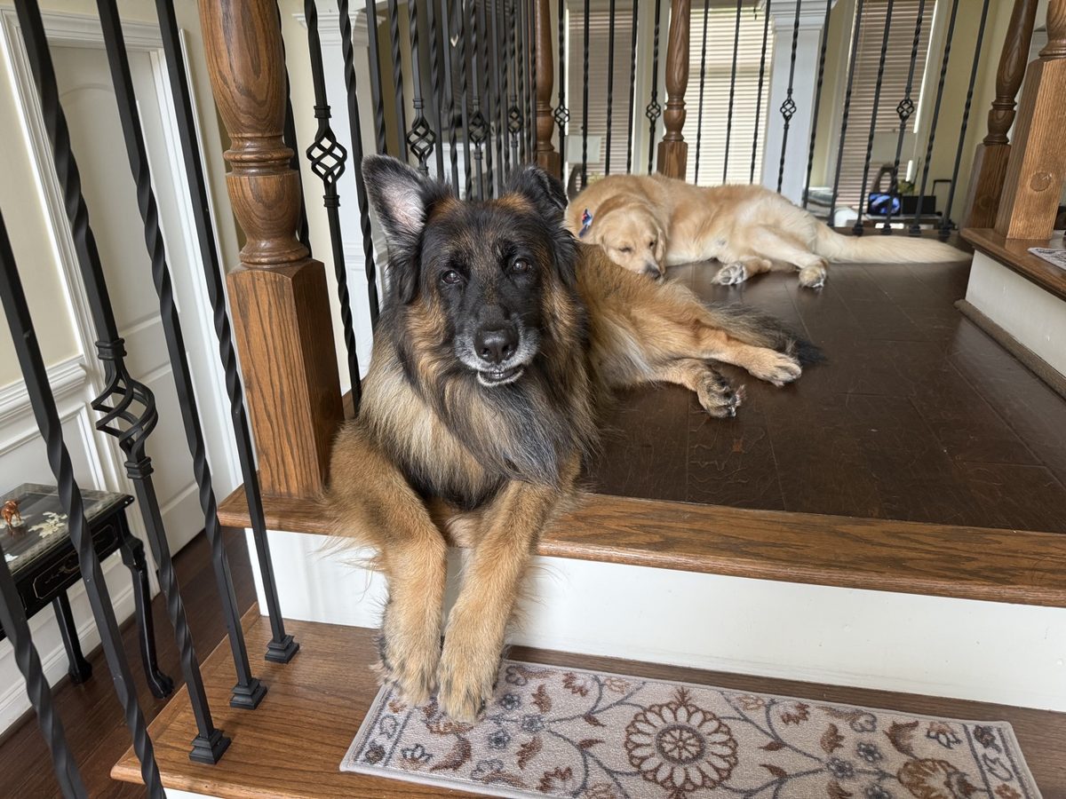 Leo on the stairs, surveying his kingdom
