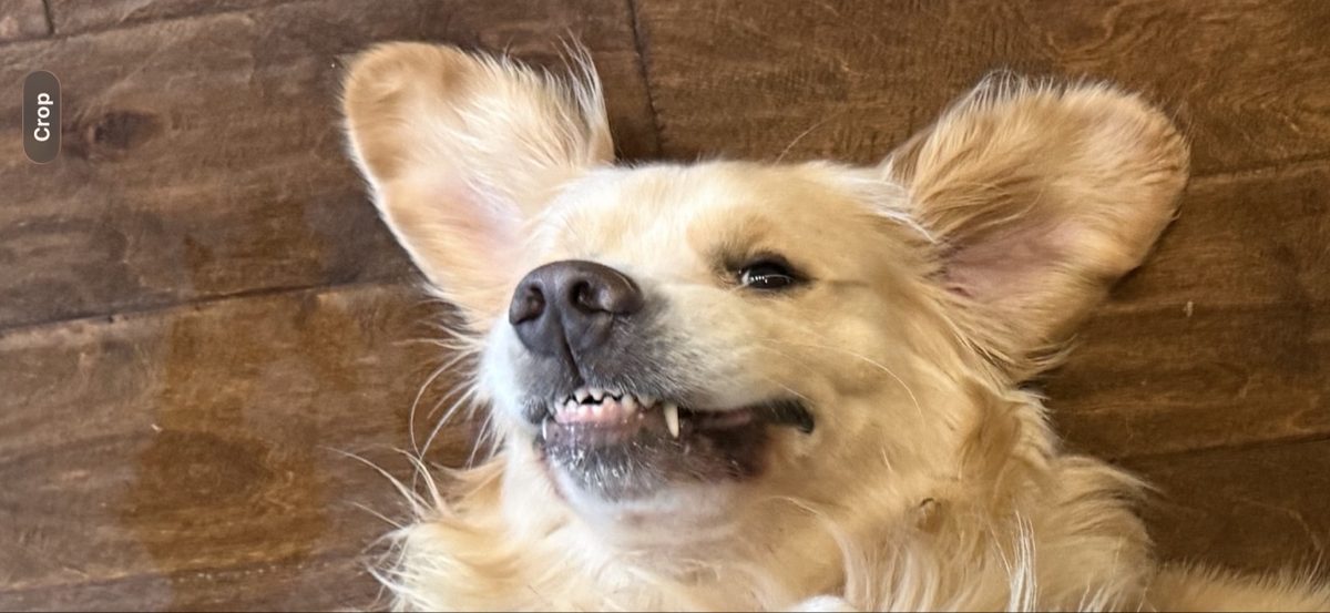Momo upside down, living his best life